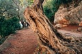 Close-up of the trunk of a tree of olives. Olive groves and gard Royalty Free Stock Photo