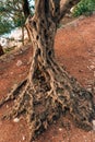 Close-up of the trunk of a tree of olives. Olive groves and gard Royalty Free Stock Photo