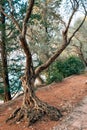 Close-up of the trunk of a tree of olives. Olive groves and gard