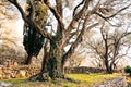 Close-up of the trunk of a tree of olives. Olive groves and gard Royalty Free Stock Photo