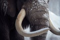 close-up of the trunk and tusks of a mammoth, covered in snow