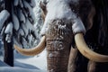 close-up of the trunk and tusks of a mammoth, covered in snow