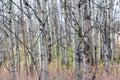 Close-up of trunks of forest of trembling aspen trees in early spring