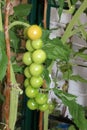 Ripening truss of cherry tomatoes Royalty Free Stock Photo