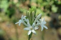 Close up of tuberose rajnigandha flower