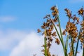 Close up of Tule reeds Schoenoplectus acutus on a blue sky background, south San Francisco bay area, California