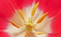Close up of a tulip