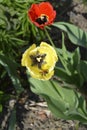 Close-up tulip with a bee. Garden yellow and red terry shrub growing on a flowerbed, top view. Blooming bright early bush for Royalty Free Stock Photo