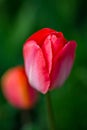 A Tulip in Springtime Royalty Free Stock Photo