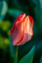 A Tulip in Springtime Royalty Free Stock Photo