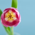 Close-up of tulip flower Royalty Free Stock Photo