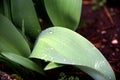 Close up of tulip leaves with their characteristic veins, covered with drops of rain Royalty Free Stock Photo