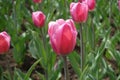 Close up of tulip with pink petals Royalty Free Stock Photo