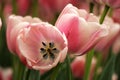 Close up tulip with red and white colored in a garden