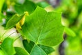 Tulip tree leaf Royalty Free Stock Photo