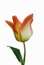 A close up of a tulip. Yellow red tulip flower, isolated on white background