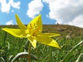 Tulipa biebersteiniana , the yellow wild tulip flower in nature Royalty Free Stock Photo