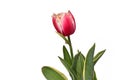 Close up of \'Tulipa Red Sparks Toplips\' tulip flower with pink color and white tips Royalty Free Stock Photo