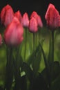 Close up of tulips flower plant with morning water droplets in the garden vibrant springtime bloom copy space Royalty Free Stock Photo