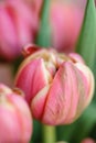Close-up tulips. Multi color pink flower bud with many petals. Floral background photo. Lovely flowers in glass vase