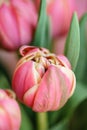 Close-up tulips. Multi color pink flower bud with many petals. Floral background photo. Lovely flowers in glass vase