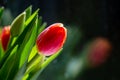 A close up of tulips in a vase, reflecting in the window behind Royalty Free Stock Photo