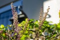 Tulsi , holy basil Ocimum tenuiflorum flowers in the garden. Royalty Free Stock Photo