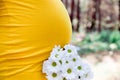 Close up on tummy of pregnant woman, wearing yellow dress, holding in hands bouquet chamomile flowers outdoors, new life concept Royalty Free Stock Photo