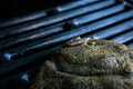 Close up of a turbot or flatfish on a grill, Scophthalmus maximus Royalty Free Stock Photo