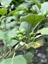 Turkey berry fruit in nature garden Royalty Free Stock Photo