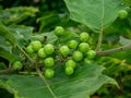 Close up Turkey berry fruit on tree Royalty Free Stock Photo