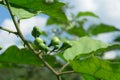 Close up of Turkey berry, Wild eggplant, Pea eggplant or Solanum torvum bunch on tree