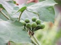 Close up of Turkey berry, Wild eggplant, Pea eggplant or Solanum torvum bunch on tree Royalty Free Stock Photo