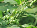 Close up of Turkey berry, Wild eggplant, Pea eggplant or Solanum Royalty Free Stock Photo