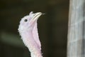 Close-up turkey bird head Royalty Free Stock Photo