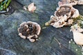 Close up on Turkey tail fungus Trametes versicolor growing on trunk of dead cut tree. Royalty Free Stock Photo