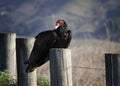 Close Up Turkey Vulture or Buzzard on Fence Post in Morning Light Royalty Free Stock Photo