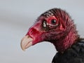 Close up of a Turkey Vulture