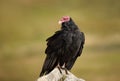 Close up of a Turkey vulture perched on a rock