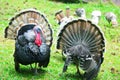 Turkey at the zoo in Prigen, Pasuruan, Indonesia