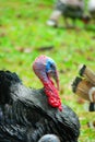 Turkey at the zoo in Prigen, Pasuruan, Indonesia