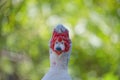 Close up of a turkeycock against the green background Royalty Free Stock Photo