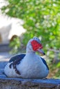 Close up of a turkeycock against the green background Royalty Free Stock Photo