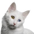 Close up of a Turkish Angora (18 months old)