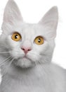 Close up of a Turkish Angora (18 months old) Royalty Free Stock Photo