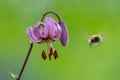 Close up of a Turks cap lily with a bumblebee taking off