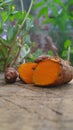 Close-up Turmeric Curcuma longa Linn rhizome root cutting