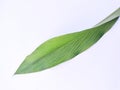 Close-up of turmeric leaves.