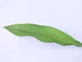 Close-up of turmeric leaves isolated.