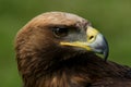 Close-up of turned head of golden eagle